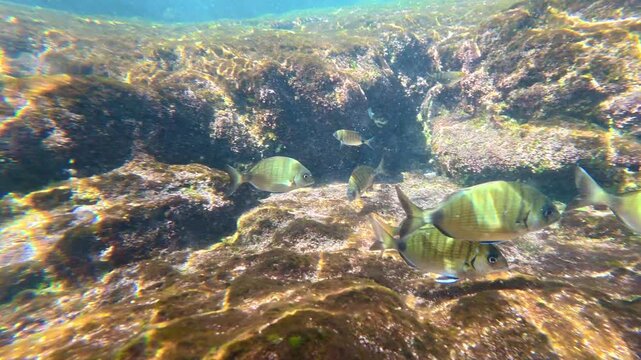 Striped fish school swimming over rocky seabed. The salema porgy, Sarpa salpa, dreamfish