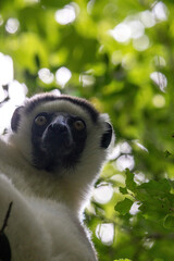 Fototapeta premium Low Angle Close-Up of a Verreaux's Sifaka Face Against Dappled Canopy Light Kirindy Madagascar