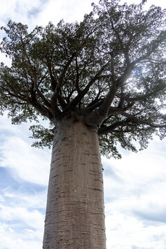 Looking Up the Trunk of the Ancient Sacred Baobab in the Forest Near Morondava Madagascar
