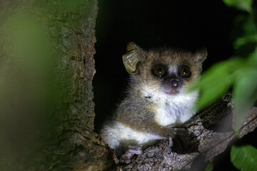 Fototapeta premium Gray Mouse Lemur Peering from a Tree Hollow in Kirindy Forest
