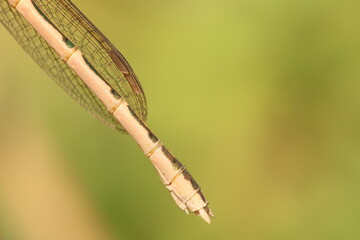 Siberian Winter Damselfly (Sympecma paedisca) abdomen © Sintija