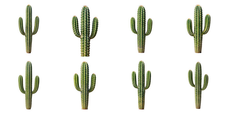 Multiple symmetrical cereus cacti isolated against a stark black backdrop
