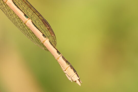 Siberian Winter Damselfly (Sympecma paedisca) abdomen