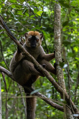Fototapeta premium Red-Fronted Brown Lemur Clinging to Tree Branches in Kirindy Forest