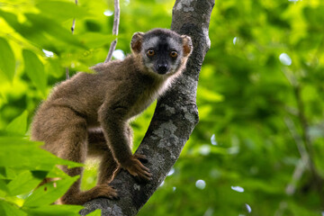 Fototapeta premium Red-Fronted Brown Lemur on Tree Branch in Kirindy Forest Madagascar