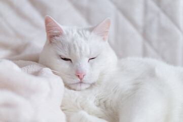 Funny domestic white cat squinting eyes on soft bed. Sleepy lazy pet chilling or napping at home, relaxation and comfortable lifestyle concept. Closeup view, copy space. © marinasokolchik