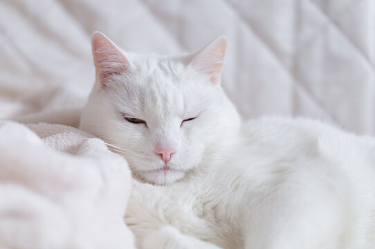 Funny domestic white cat squinting eyes on soft bed. Sleepy lazy pet chilling or napping at home, relaxation and comfortable lifestyle concept. Closeup view, copy space.
