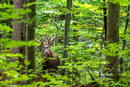 Red deer stag looking at camera from behind trees in green forest during rutting season, Bieszczady Mountains, Poland