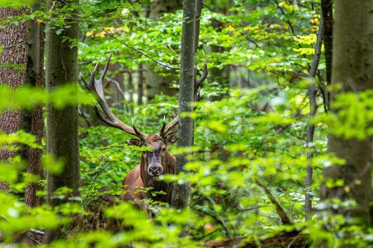 Red deer stag looking at camera from behind trees in green forest during rutting season, Bieszczady Mountains, Poland