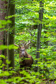 Red deer stag looking at camera from behind trees in green forest during rutting season, Bieszczady Mountains, Poland