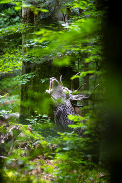 Red deer stag roaring in dense green forest during rutting season, Bieszczady Mountains, Poland