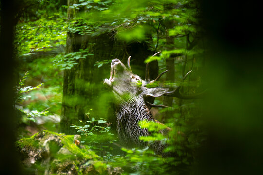 Red deer stag roaring in dense green forest during rutting season, Bieszczady Mountains, Poland
