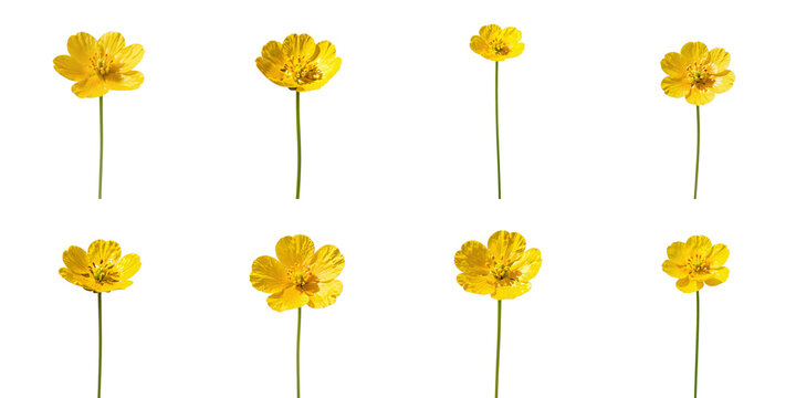 Collection of vibrant buttercup flowers isolated on a clean black backdrop for seamless integration