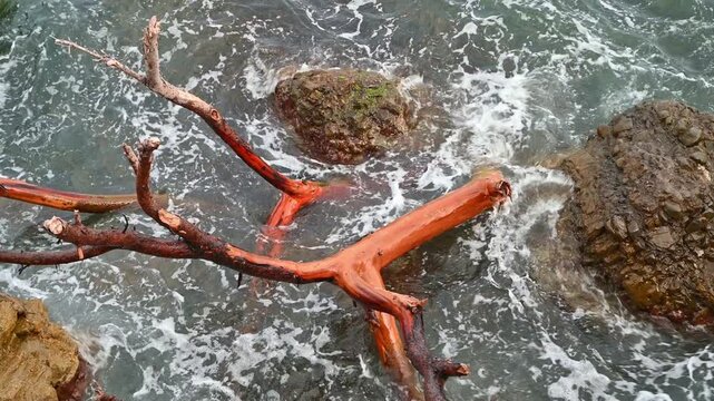 Waves washing around driftwood and rocks