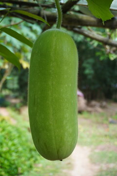 Close up of a fresh green calabash gourd hanging from a tree branch outdoors