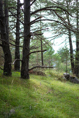 Pine trees in a lush green forest with natural light and mossy ground © Gabriel