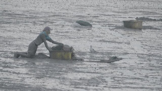 Korean Mudflat Peolbae Razor Clam Shellfish Clam Harvesting Fisherman Korea 한국 갯벌 뻘배 맛조개 조개 조개잡이 어민 어부 채취 수산물 해양생태 노동
