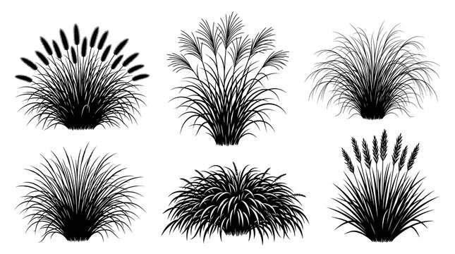 Diverse ornamental grass vector silhouettes set