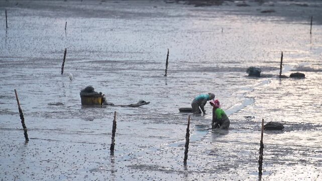 Korean Mudflat Peolbae Razor Clam Shellfish Clam Harvesting Fisherman Korea 한국 갯벌 뻘배 맛조개 조개 조개잡이 어민 어부 채취 수산물 해양생태 노동