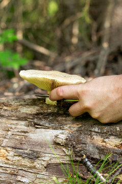 Mushroom picker cuts mushroom with a knife in the forest