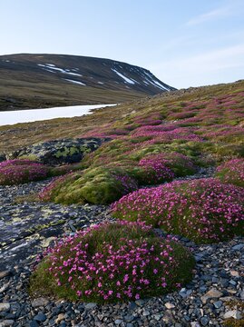 Meadow filled with campion flowers near snow-covered hill