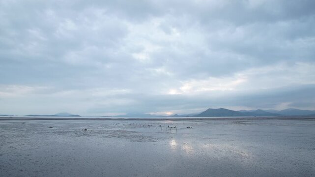 Korean Mudflat Peolbae Razor Clam Shellfish Clam Harvesting Fisherman Korea 한국 갯벌 뻘배 맛조개 조개 조개잡이 어민 어부 채취 수산물 해양생태 노동