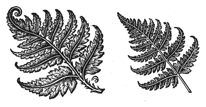 PNG Vintage botanical fern leaves isolated, transparent background