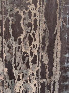 Close up of termite damage infestation trails on old brown and grey wood surface texture 