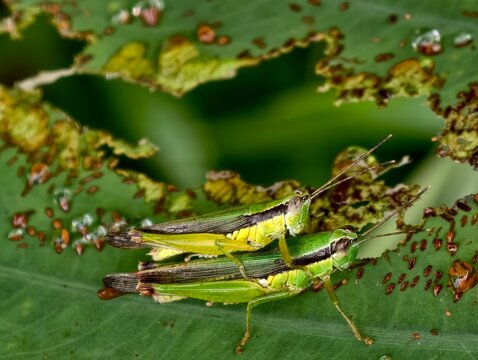 Close up of green grasshoppers mating on green leaf in nature