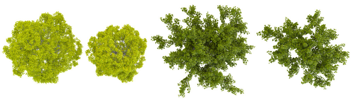 Green Tree Canopy Top View Cutouts Collection for Site Plan and Masterplan Architecture 3D Rendering
