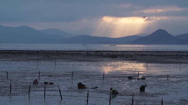 Korean Mudflat Peolbae Razor Clam Shellfish Clam Harvesting Fisherman Korea 한국 갯벌 뻘배 맛조개 조개 조개잡이 어민 어부 채취 수산물 해양생태 노동