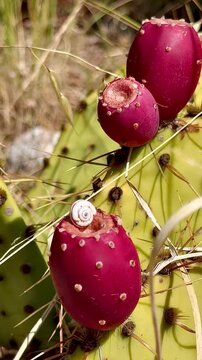Ripe prickly pear cactus fruits with tiny snail, close-up