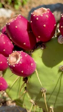  Ripe prickly pear cactus fruits on green pads, close-up in sunlight vertical video
