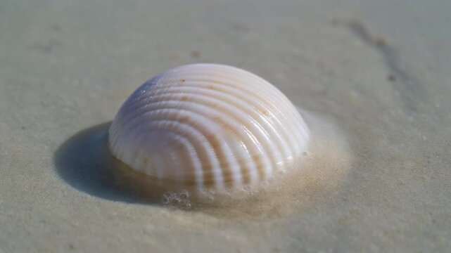 Close-up of a single white seashell resting gracefully on the smooth wet sand of a tranquil tropical beach shore