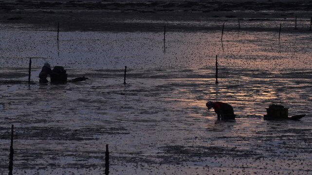 Korean Mudflat Peolbae Razor Clam Shellfish Clam Harvesting Fisherman Korea 한국 갯벌 뻘배 맛조개 조개 조개잡이 어민 어부 채취 수산물  