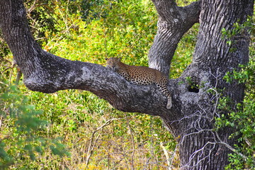 Sri Lankan Leopard on a Palu Tree © Nuwantha