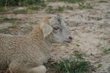 A close-up view of a lamb. © Md Jakir Hossain