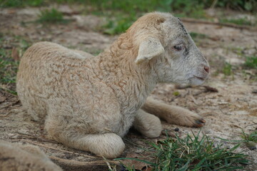 A young lamb lying on the field in a calm and serene manner. © Md Jakir Hossain