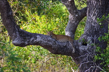 Sri Lankan Leopard on a Palu Tree © Nuwantha
