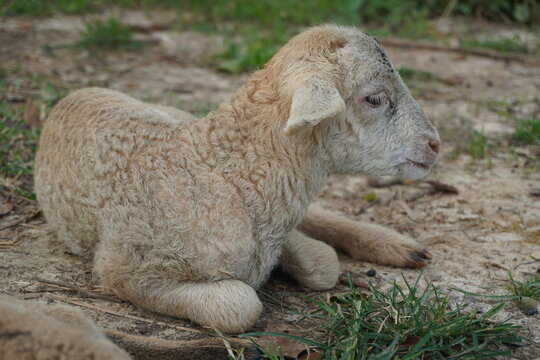 A young lamb lying on the field in a calm and serene manner.