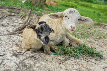 Two lambs are resting together on a sunny day. © Md Jakir Hossain