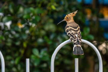A hoopoe in my building's garden © Gali