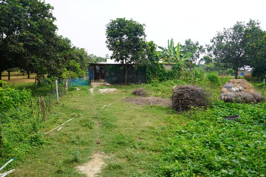 A house filled with dense vegetation and creepers.