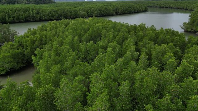 Aerial View Flying Over Mangrove Forest and River in Phang Nga, Thailand