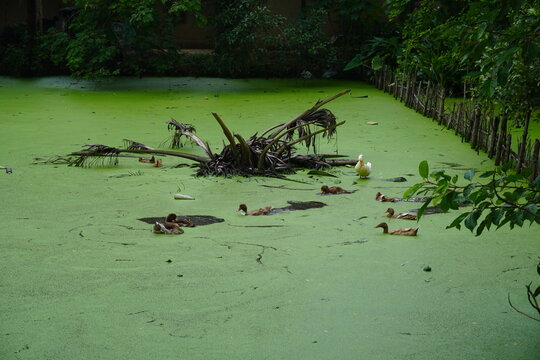 A tranquil view of a green pond with ducks swimming peacefully in the water