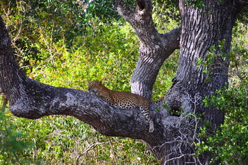 Sri Lankan Leopard on a Palu Tree © Nuwantha