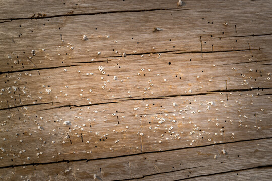 Weathered driftwood surface texture with tiny barnacles background.