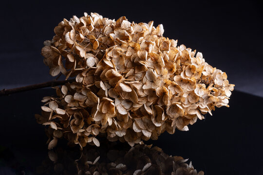 Dried umbel of hydrangea flowers reflecting on a dark surface