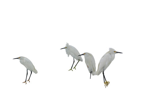 snowy egrets Isolated on transparent background&nbsp;
