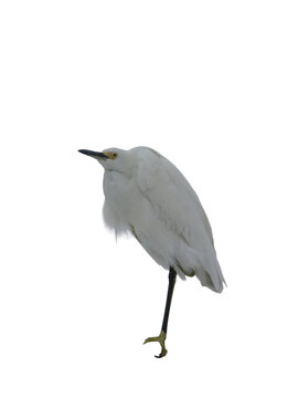 snowy egret Isolated on transparent background&nbsp;